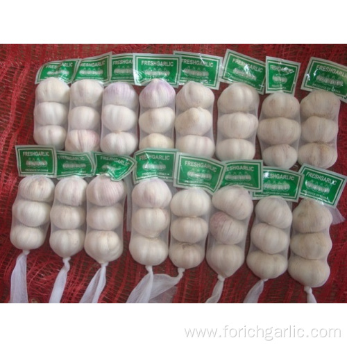 Cold Storage Normal White Garlic